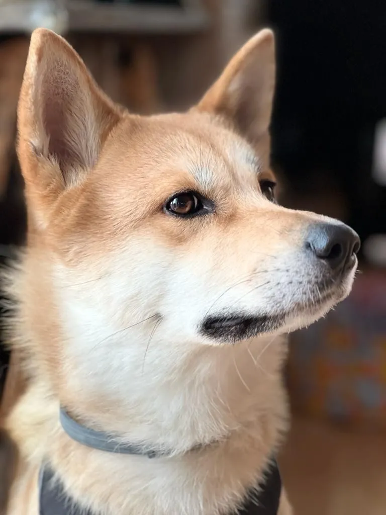Kira