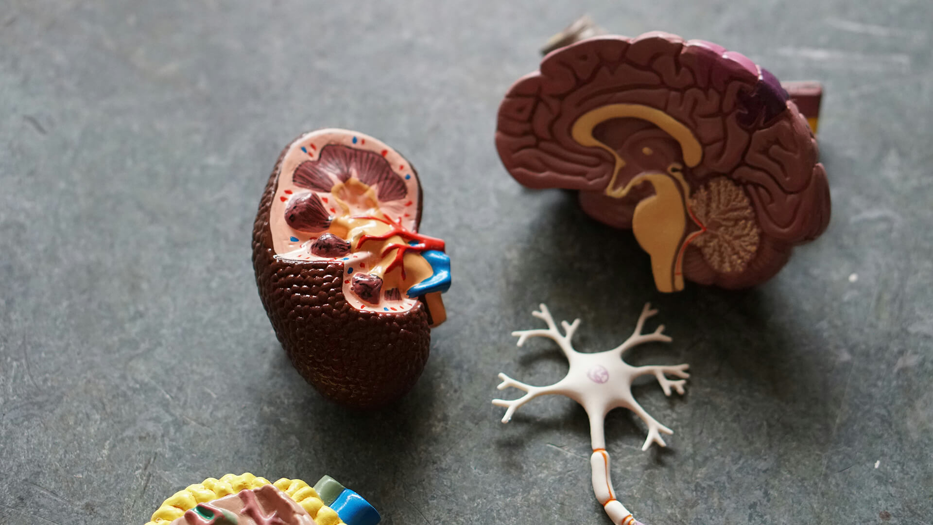 neurology 2
